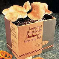 Gourmet Portabello Mushroom Growing Kit